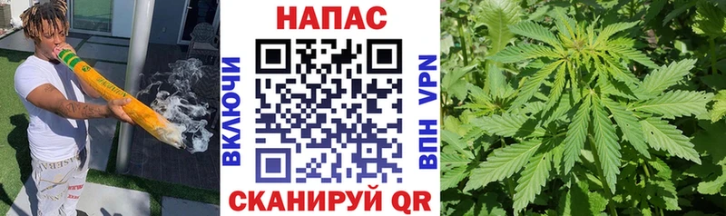 Конопля планчик  Нестеровская 